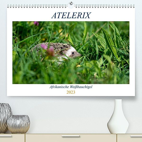 Atelerix - Afrikanische Weißbauchigel (Premium, hochwertiger DIN A2 Wandkalender 2023, Kunstdruck in Hochglanz), Marina Zimmermann