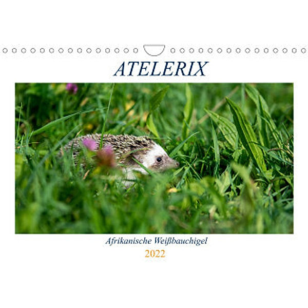 Atelerix - Afrikanische Weißbauchigel (Wandkalender 2022 DIN A4 quer), Marina Zimmermann
