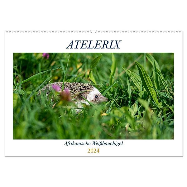 Atelerix - Afrikanische Weißbauchigel (Wandkalender 2024 DIN A2 quer), CALVENDO Monatskalender, Marina Zimmermann
