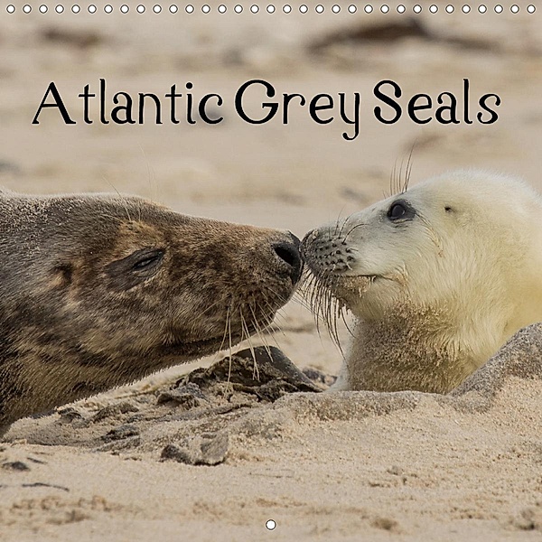 Atlantic Grey Seals (Wall Calendar 2021 300 × 300 mm Square), N N
