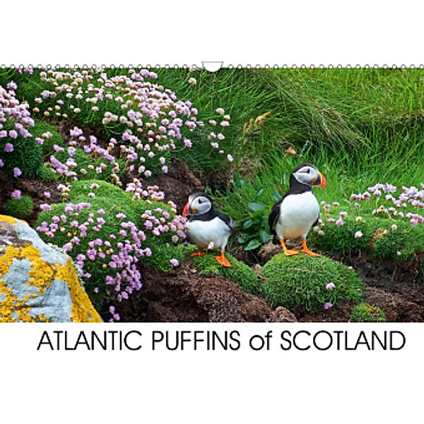 ATLANTIC PUFFINS OF SCOTLAND (Wall Calendar 2021 DIN A3 Landscape), Lister Cumming