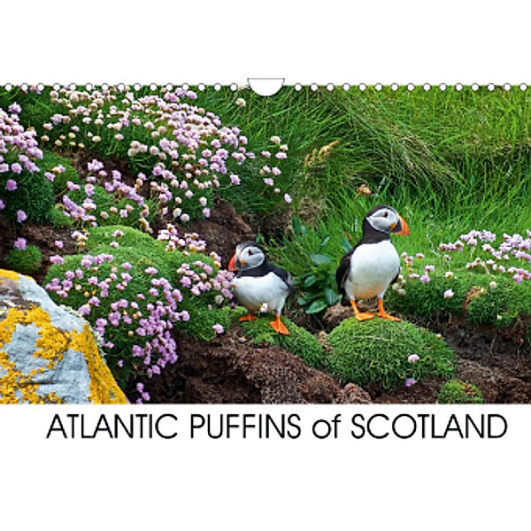 ATLANTIC PUFFINS OF SCOTLAND (Wall Calendar 2021 DIN A4 Landscape), Lister Cumming