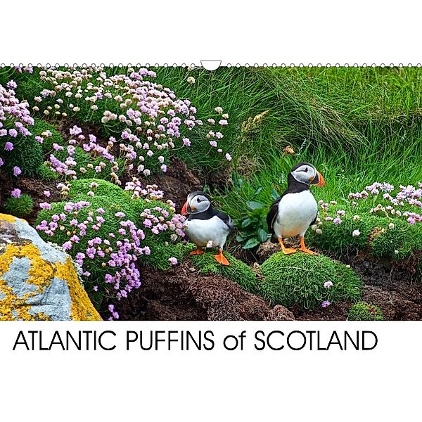 ATLANTIC PUFFINS OF SCOTLAND (Wall Calendar 2023 DIN A3 Landscape), Lister Cumming