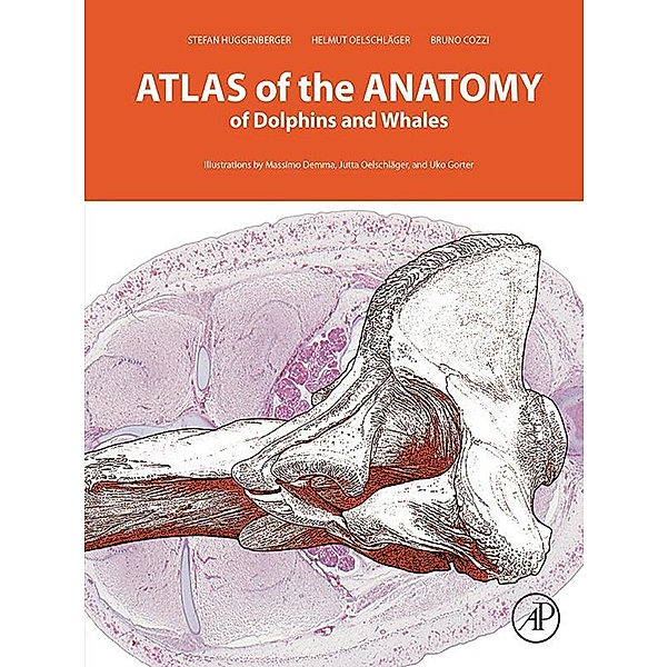 Atlas of the Anatomy of Dolphins and Whales, Stefan Huggenberger, Helmut A Oelschläger, Bruno Cozzi