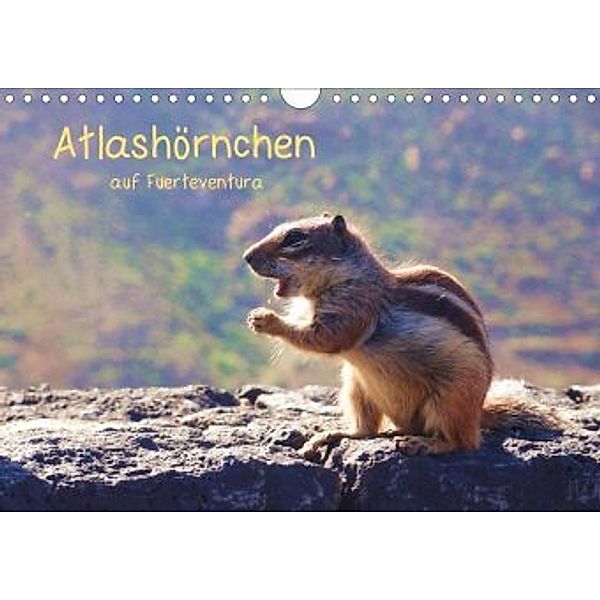 Atlashörnchen auf Fuerteventura (Wandkalender 2020 DIN A4 quer), Nora Luna