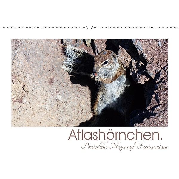 Atlashörnchen. Possierliche Nager auf Fuerteventura (Wandkalender 2019 DIN A2 quer), Lucy M. Laube