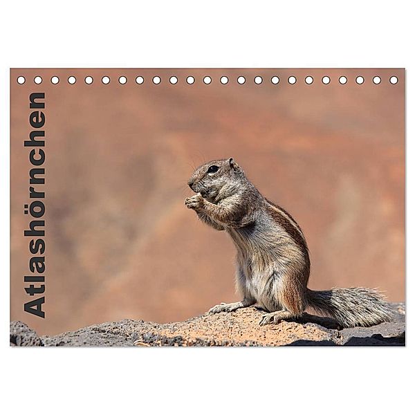 Atlashörnchen (Tischkalender 2025 DIN A5 quer), CALVENDO Monatskalender, Calvendo, Denny Hildenbrandt