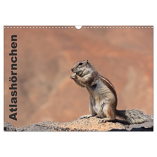 Atlashörnchen (Wandkalender 2024 DIN A3 quer), CALVENDO Monatskalender, Denny Hildenbrandt
