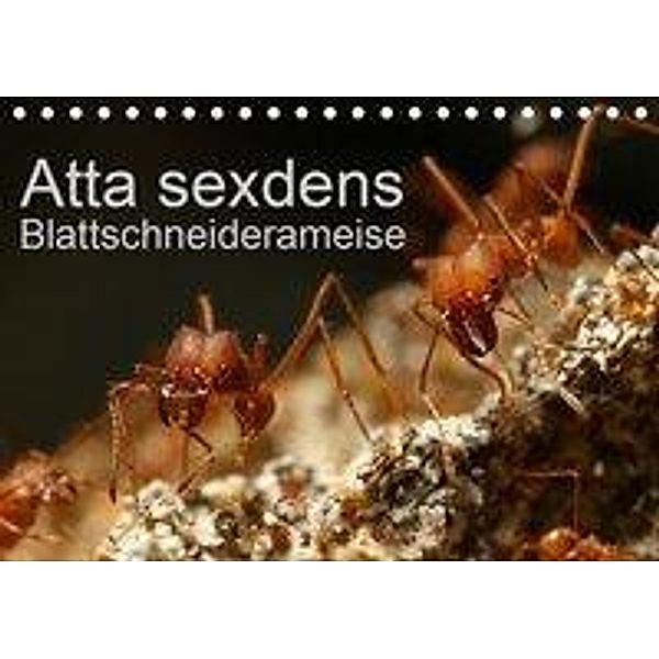 Atta sexdens - Blattschneiderameise (Tischkalender 2020 DIN A5 quer), Roland Störmer