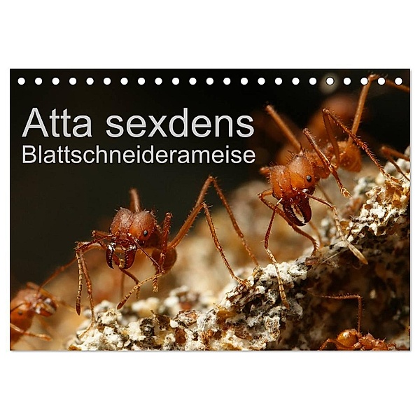 Atta sexdens - Blattschneiderameise (Tischkalender 2024 DIN A5 quer), CALVENDO Monatskalender, Roland Störmer