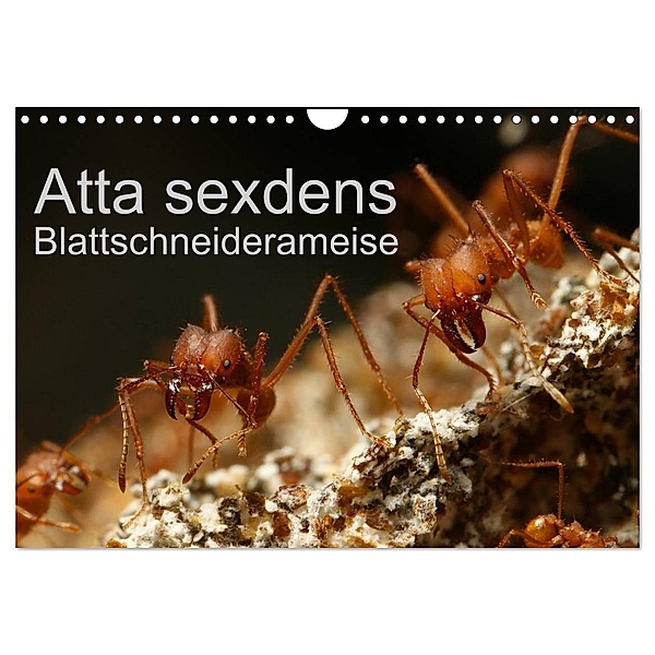 Atta sexdens - Blattschneiderameise (Wandkalender 2024 DIN A4 quer), CALVENDO Monatskalender, Roland Störmer