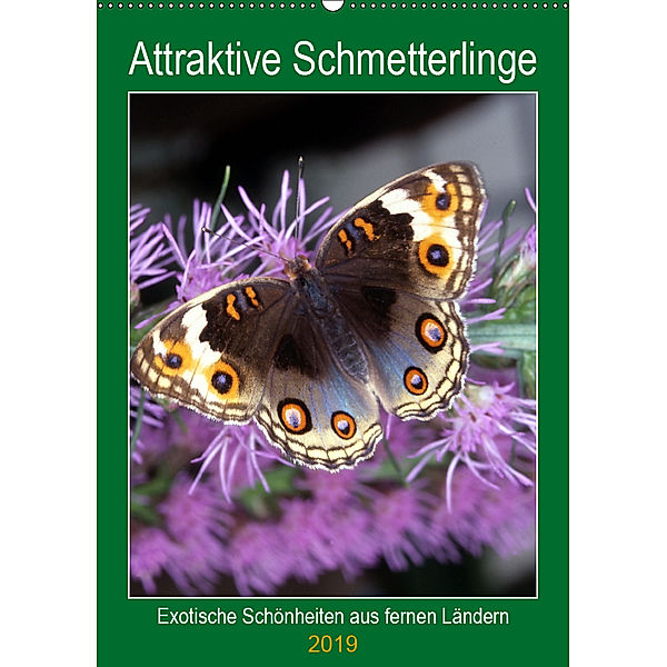 Attraktive, Schmetterlinge (Wandkalender 2019 DIN A2 hoch), lothar reupert