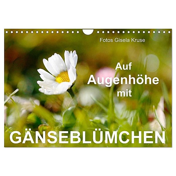 Auf Augenhöhe mit Gänseblümchen (Wandkalender 2024 DIN A4 quer), CALVENDO Monatskalender, Gisela Kruse