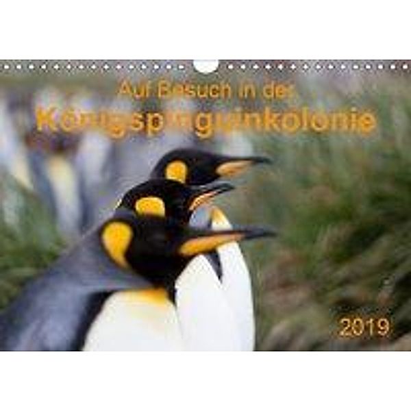 Auf Besuch in der Königspinguinkolonie (Wandkalender 2019 DIN A4 quer), Anna-Barbara Utelli