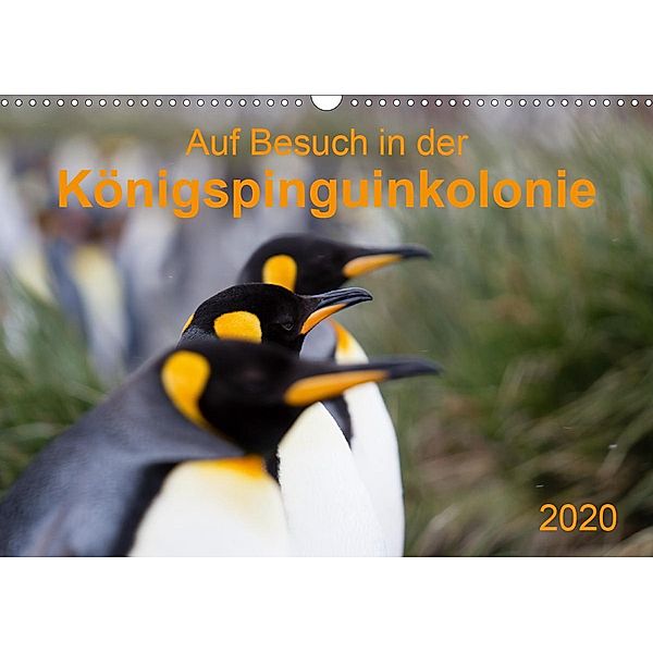 Auf Besuch in der Königspinguinkolonie (Wandkalender 2020 DIN A3 quer), Anna-Barbara Utelli