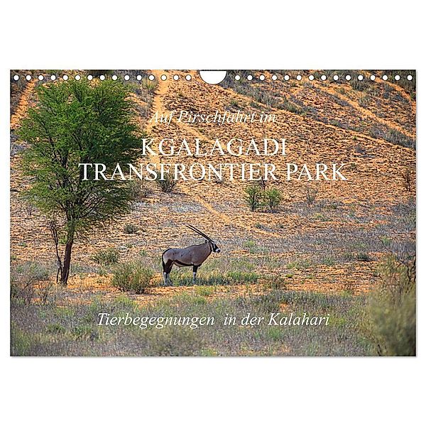 Auf Pirschfahrt im Kgalagadi Transfrontier Park (Wandkalender 2024 DIN A4 quer), CALVENDO Monatskalender, Dr. Werner Altner