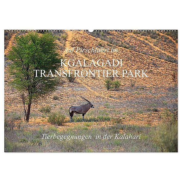 Auf Pirschfahrt im Kgalagadi Transfrontier Park (Wandkalender 2024 DIN A2 quer), CALVENDO Monatskalender, Dr. Werner Altner