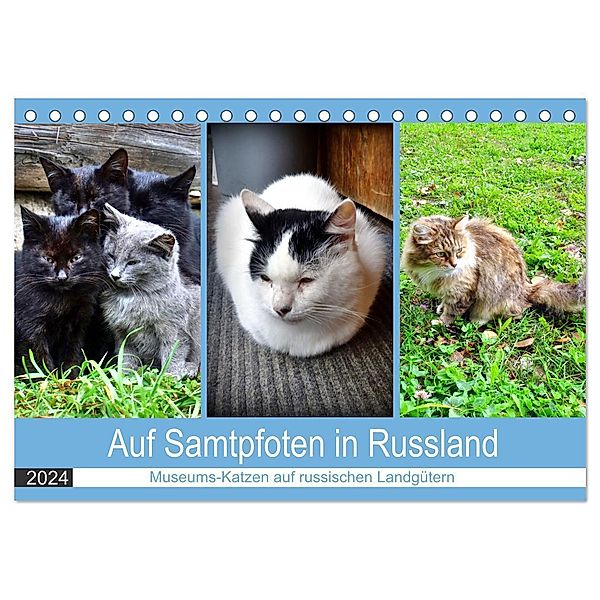 Auf Samtpfoten in Russland - Museums-Katzen auf russischen Landgütern (Tischkalender 2024 DIN A5 quer), CALVENDO Monatskalender, Henning von Löwis of Menar