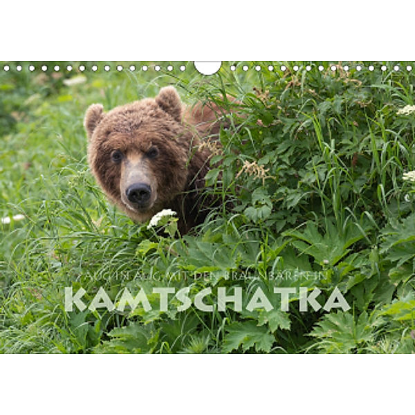 Aug in Aug mit den Braunbären in Kamtschatka (Wandkalender 2020 DIN A4 quer), Stephan Peyer