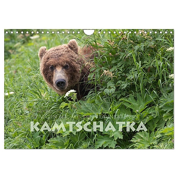 Aug in Aug mit den Braunbären in Kamtschatka (Wandkalender 2024 DIN A4 quer), CALVENDO Monatskalender, Stephan Peyer