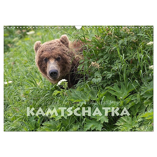 Aug in Aug mit den Braunbären in Kamtschatka (Wandkalender 2024 DIN A3 quer), CALVENDO Monatskalender, Stephan Peyer