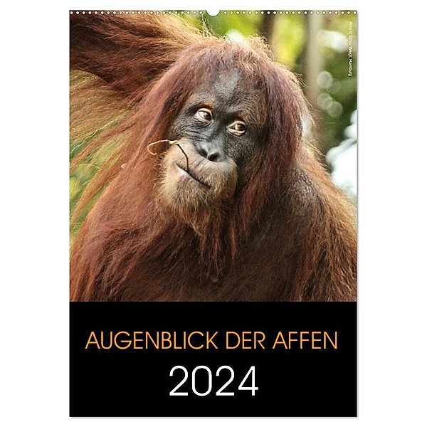 Augenblick der Affen 2024 (Wandkalender 2024 DIN A2 hoch), CALVENDO Monatskalender, Hamburg, © Mirko Weigt