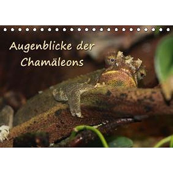 Augenblicke der Chamäleons (Tischkalender 2016 DIN A5 quer), Chawera