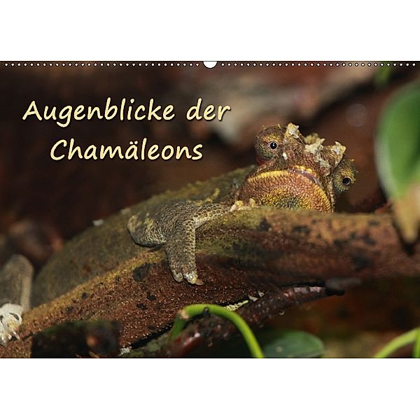 Augenblicke der Chamäleons (Wandkalender 2018 DIN A2 quer), Chawera