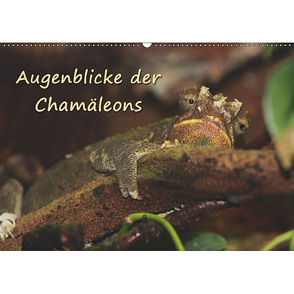 Augenblicke der Chamäleons (Wandkalender 2019 DIN A2 quer), Chawera