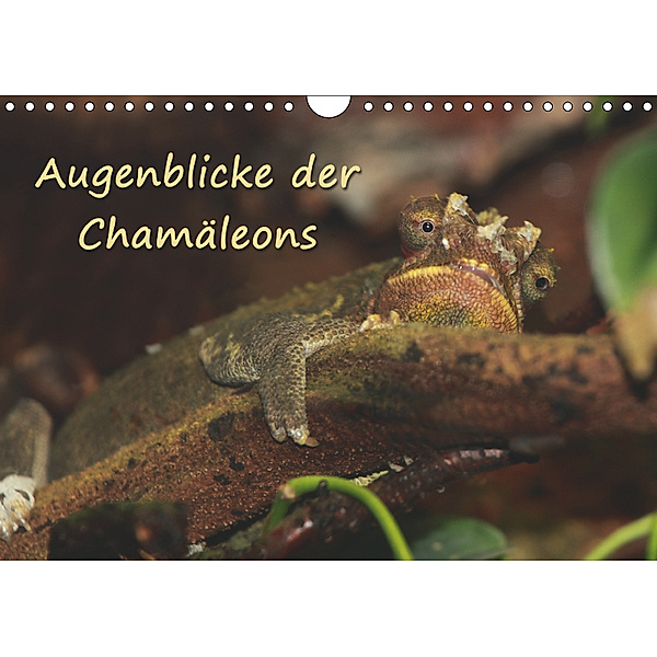 Augenblicke der Chamäleons (Wandkalender 2019 DIN A4 quer), Chawera