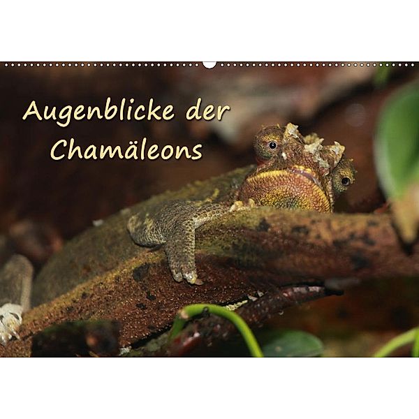 Augenblicke der Chamäleons (Wandkalender 2020 DIN A2 quer)