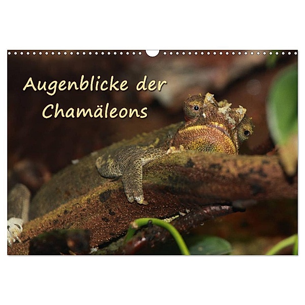 Augenblicke der Chamäleons (Wandkalender 2024 DIN A3 quer), CALVENDO Monatskalender, Chawera
