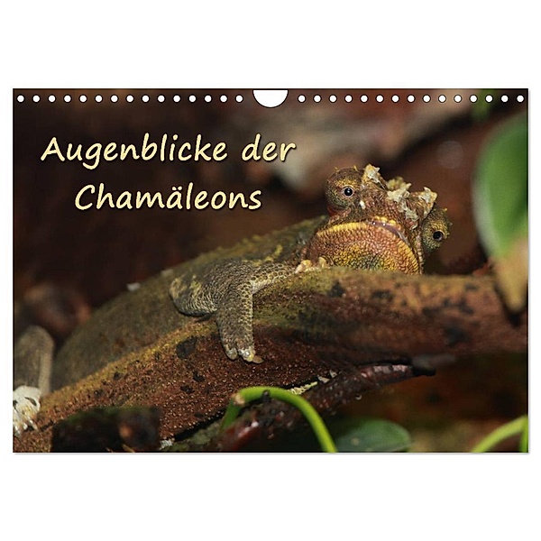 Augenblicke der Chamäleons (Wandkalender 2024 DIN A4 quer), CALVENDO Monatskalender, Chawera