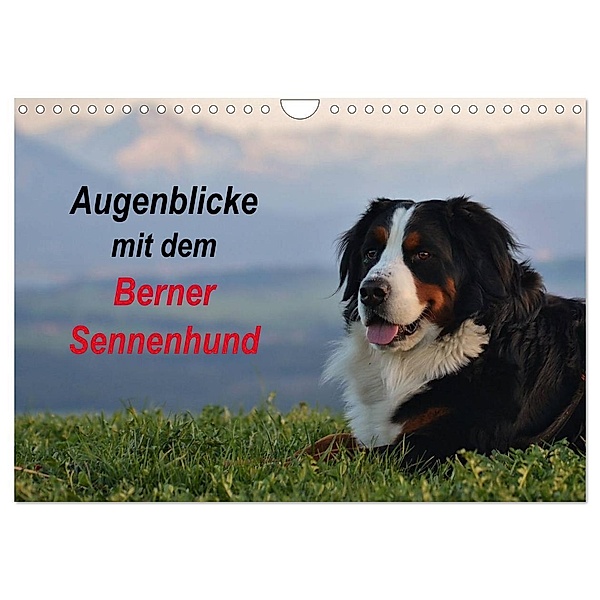 Augenblicke mit dem Berner Sennenhund (Wandkalender 2024 DIN A4 quer), CALVENDO Monatskalender, Hubert Hunscheidt