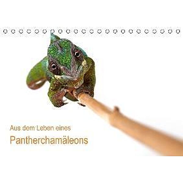 Aus dem Leben eines Pantherchamäleons / CH-Version (Tischkalender 2015 DIN A5 quer), Klaus Eppele