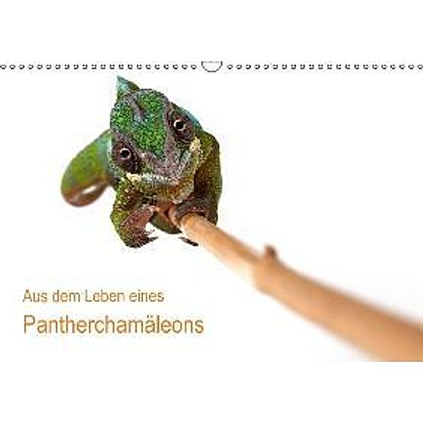 Aus dem Leben eines Pantherchamäleons (Wandkalender 2016 DIN A3 quer), Klaus Eppele