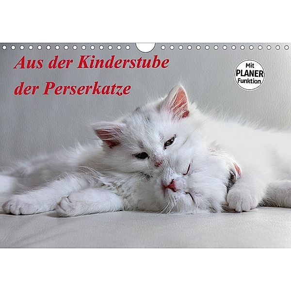 Aus der Kinderstube der Perserkatze (Wandkalender 2020 DIN A4 quer), Arno Klatt