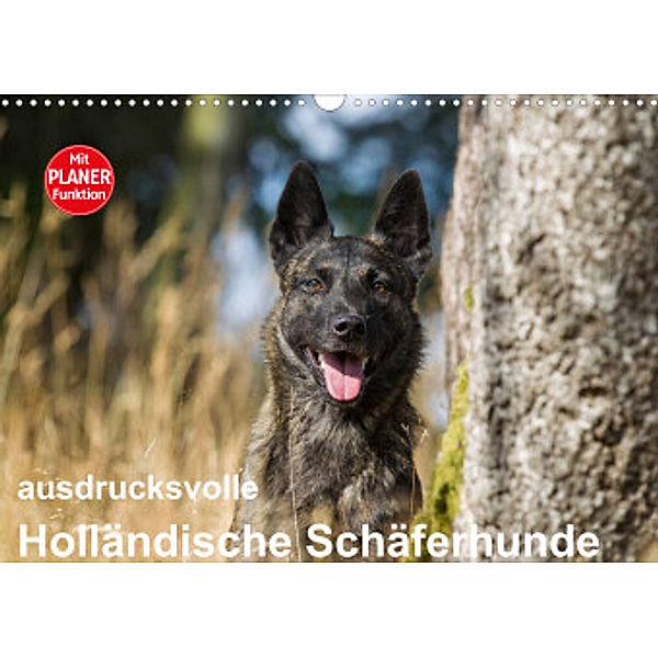 ausdrucksvolle Holländische Schäferhunde (Wandkalender 2022 DIN A3 quer), Fotodesign Verena Scholze