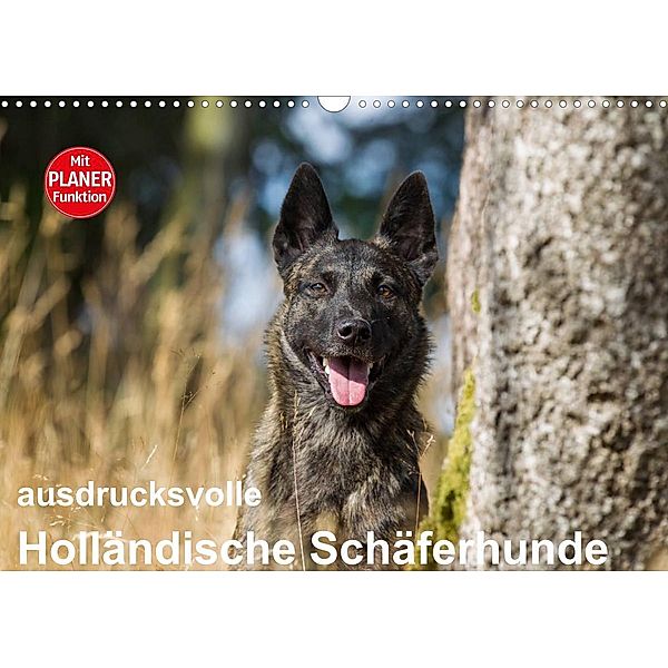 ausdrucksvolle Holländische Schäferhunde (Wandkalender 2023 DIN A3 quer), Fotodesign Verena Scholze