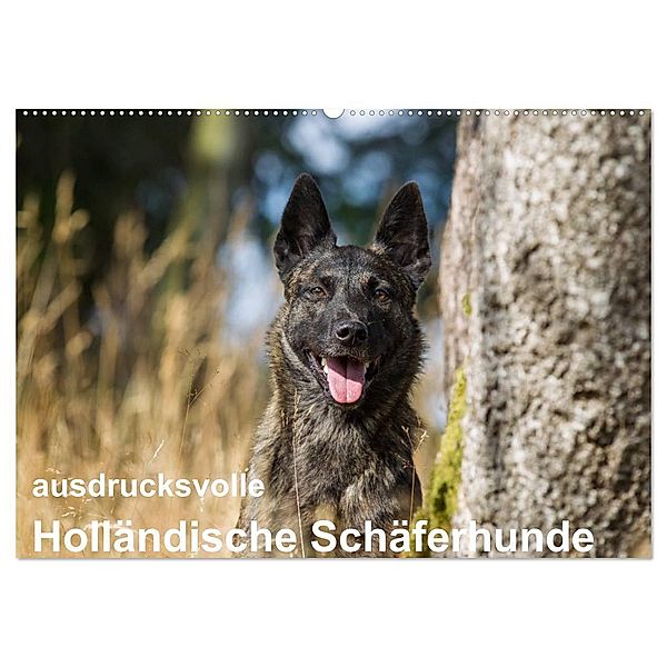 ausdrucksvolle Holländische Schäferhunde (Wandkalender 2024 DIN A2 quer), CALVENDO Monatskalender, Fotodesign Verena Scholze