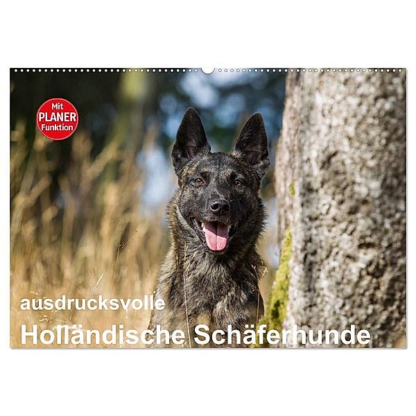 ausdrucksvolle Holländische Schäferhunde (Wandkalender 2024 DIN A2 quer), CALVENDO Monatskalender, Fotodesign Verena Scholze