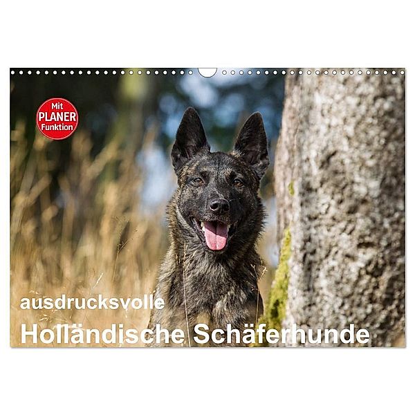 ausdrucksvolle Holländische Schäferhunde (Wandkalender 2025 DIN A3 quer), CALVENDO Monatskalender, Calvendo, Fotodesign Verena Scholze