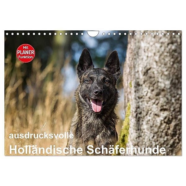 ausdrucksvolle Holländische Schäferhunde (Wandkalender 2025 DIN A4 quer), CALVENDO Monatskalender, Calvendo, Fotodesign Verena Scholze