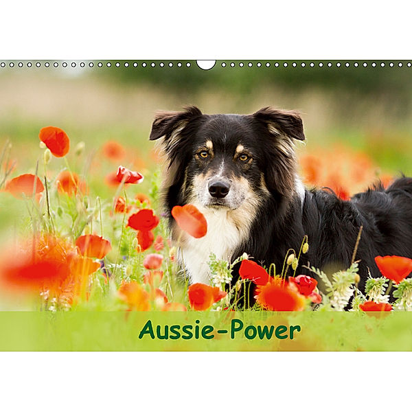 Aussie-Power (Wandkalender 2019 DIN A3 quer), Andrea Mayer