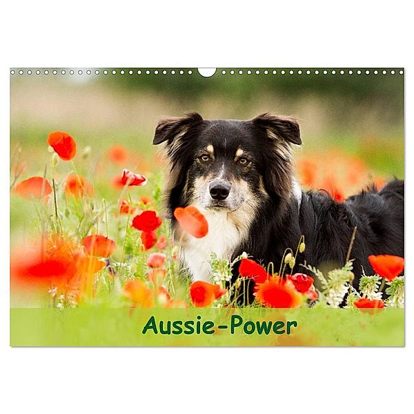 Aussie-Power (Wandkalender 2024 DIN A3 quer), CALVENDO Monatskalender, Andrea Mayer