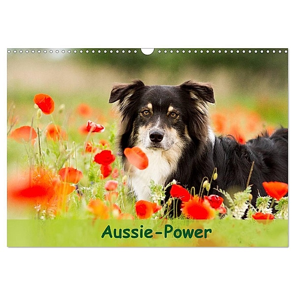 Aussie-Power (Wandkalender 2025 DIN A3 quer), CALVENDO Monatskalender, Calvendo, Andrea Mayer