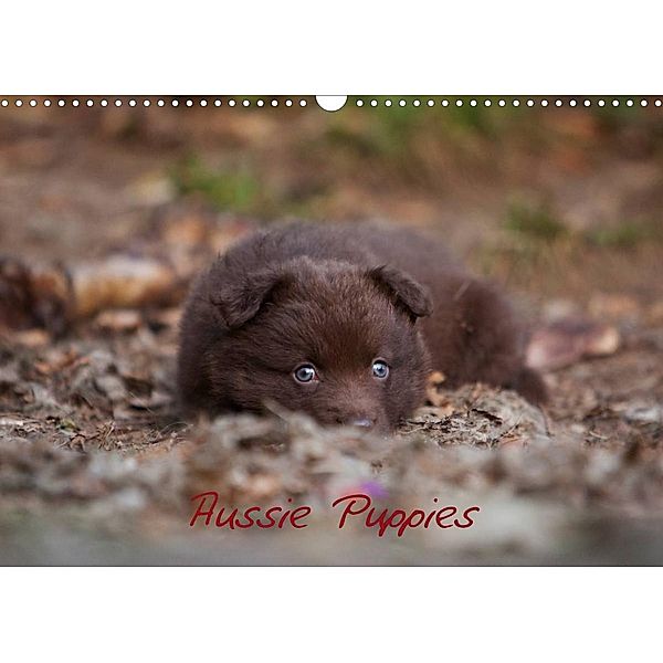 Aussie Puppies (Wall Calendar 2023 DIN A3 Landscape), Angela Muenzel-Hashish