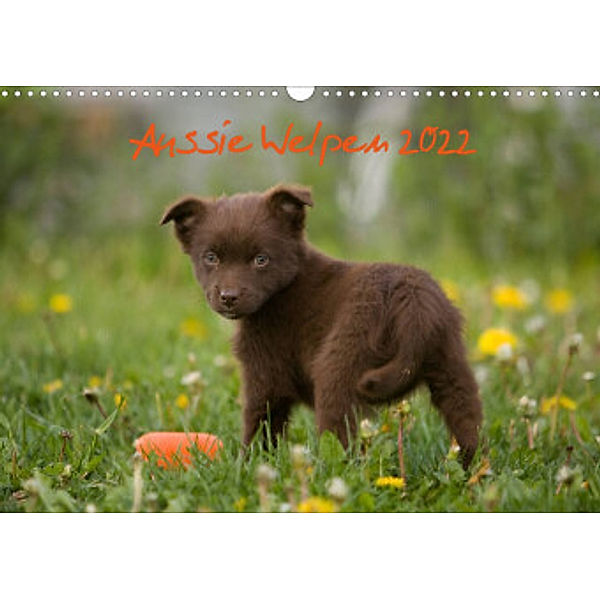 Aussie Welpen 2022 (Wandkalender 2022 DIN A3 quer), Angela Münzel-Hashish