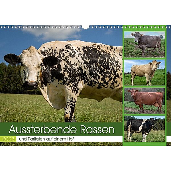 Aussterbende Rassen und Raritäten (Wandkalender 2023 DIN A3 quer), Heidi Renné