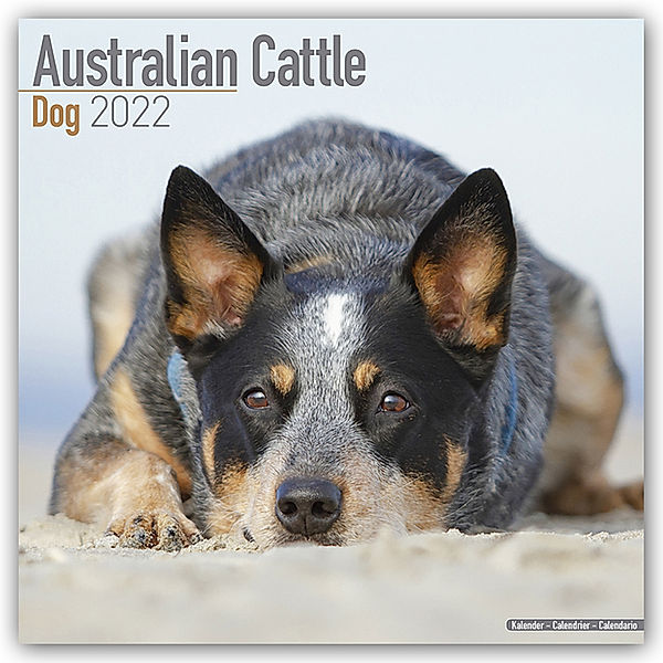Australian Cattle Dog - Australische Cattle Dogs 2022 - 16-Monatskalender, Avonside Publishing Ltd